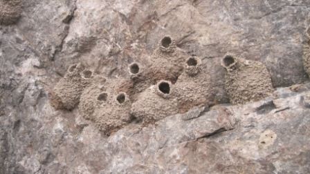 Nidos de Golondrinas